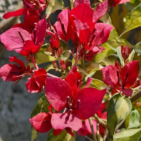 Close up of bougainvillea flowers in the garden.の写真素材