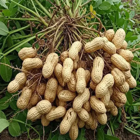 Peanuts on the ground. Peanuts on the ground in the garden.の写真素材