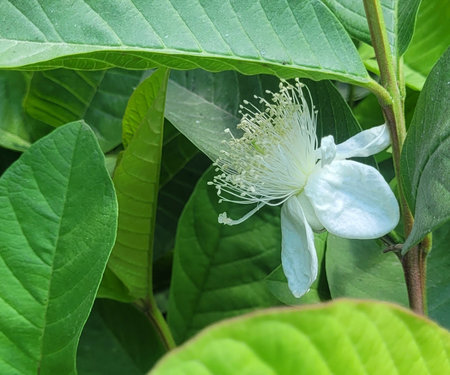 guava flower on green leaf background, closeup of white flowerの写真素材