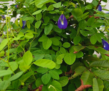 Butterfly pea flower in nature garden.の写真素材