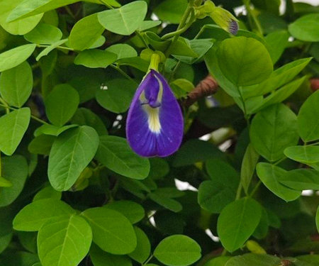 Butterfly pea flower in the garden. (Clitoria ternatea)の写真素材