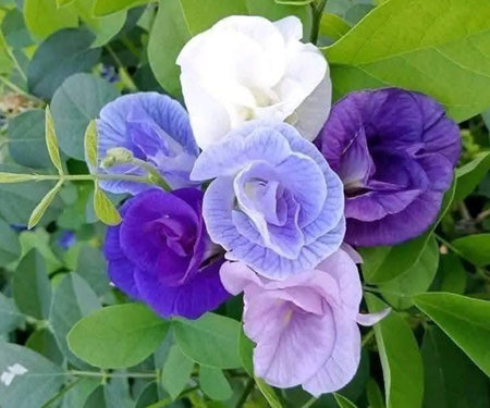 Butterfly pea or Clitoria ternateaの写真素材