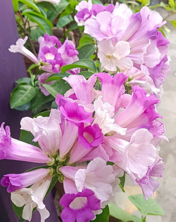 Close up of purple and white trumpet vine flower in the garden.の写真素材