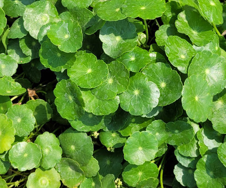 Asiatic Pennywort, Centella asiaticaの写真素材