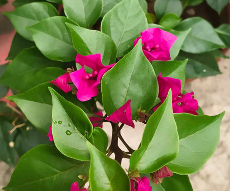Pink bougainvillea flowers with water drops on green leavesの写真素材