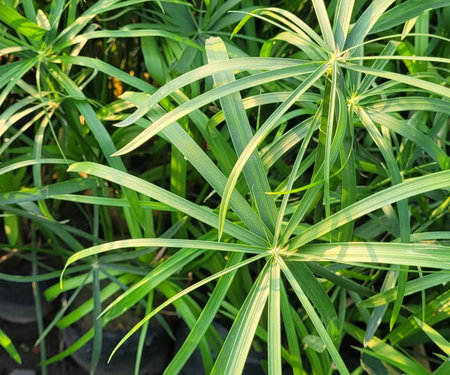 Green leaves of a palm tree in the garden. Natural background.の写真素材