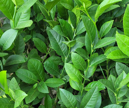 Green leaves of tea plant in the garden. Natural green background.の写真素材