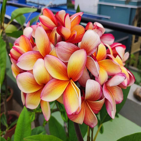 Frangipani flowers blooming in the garden, Thailand.の写真素材