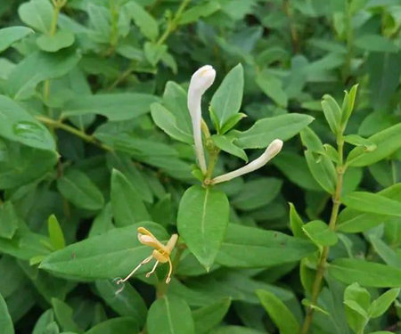 Honeysuckle (Lonicera caprifolium)の写真素材