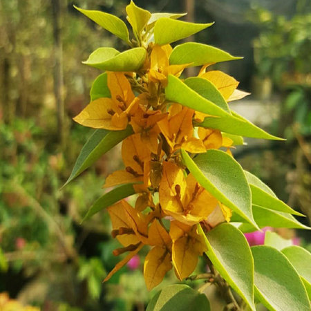 Bougainvillea flower in the garden. (Bougainvillea glabra)の写真素材