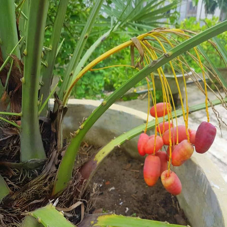 Red dates growing on a palm tree in a botanical garden.の写真素材