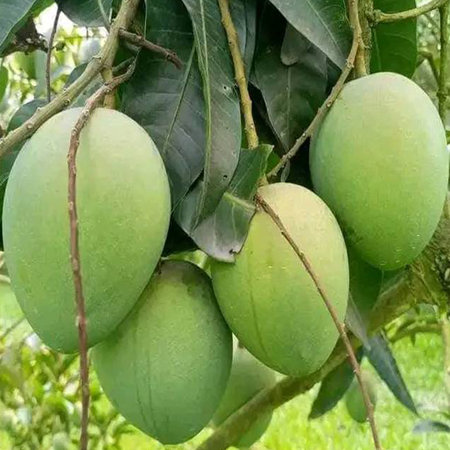 Mango tree with green mango fruit. Mango tree in the gardenの写真素材