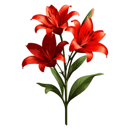 Beautiful red lily flowers isolated on white background. Vector illustration.のイラスト素材