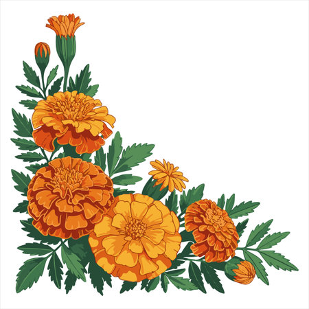 Marigold flowers and leaves on white background. Vector illustration.のイラスト素材
