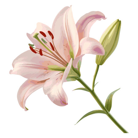 Pink lily. Isolated on white background. Vector illustration.のイラスト素材