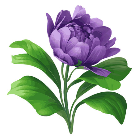 Beautiful purple peony flower isolated on white background. Vector illustration.のイラスト素材