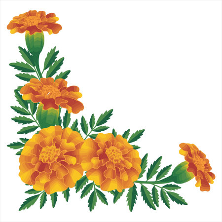 Marigold flowers on a white background. Vector illustration for your designのイラスト素材