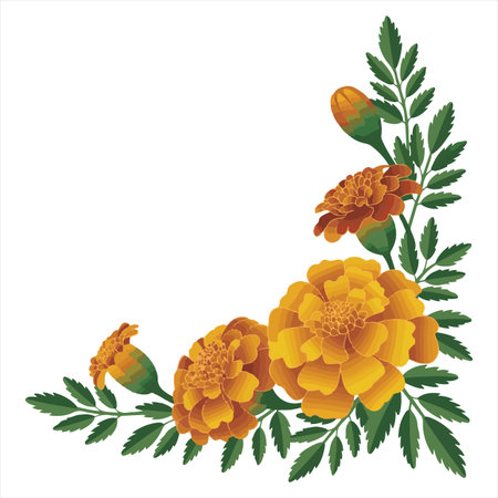 Marigold flowers with leaves isolated on white background. Vector illustration.のイラスト素材