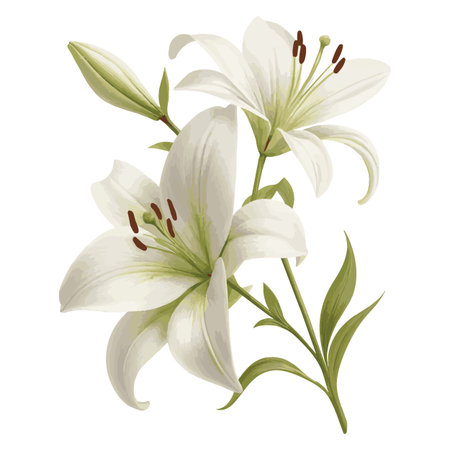 White lily flowers isolated on a white background. Vector illustration.のイラスト素材