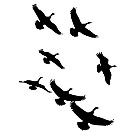 Set of flying birds silhouettes isolated on white background. Vector illustration.のイラスト素材