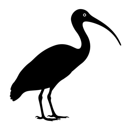 Silhouette of a ibis on a white background. Vector illustrationのイラスト素材