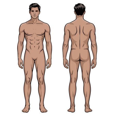 Vector illustration of a man before and after weight loss. Front and back view.のイラスト素材