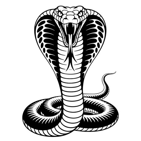 Vector image of a black and white cobra on a white backgroundのイラスト素材