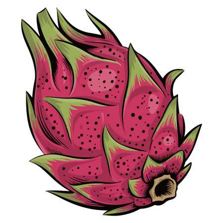 Dragon fruit isolated on white background. Vector illustration. Eps 10.のイラスト素材