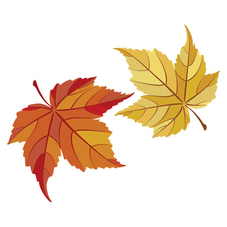 Autumn maple leaves isolated on a white background. Vector illustration.のイラスト素材