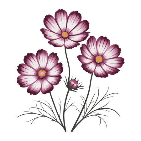 Cosmos flowers isolated on white background. Hand drawn vector illustration.のイラスト素材