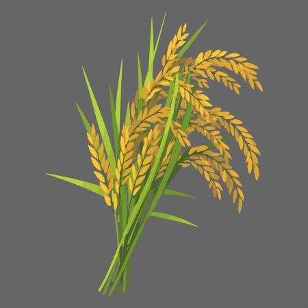 Rice plant vector illustration isolated on gray background. Harvest rice.のイラスト素材