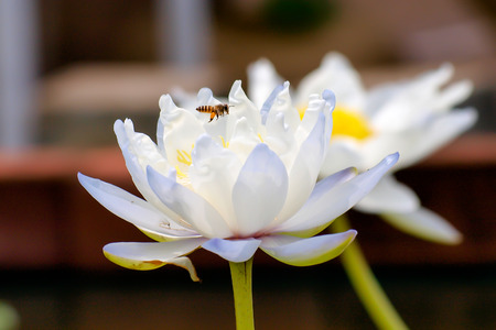 White lotus and beeの写真素材