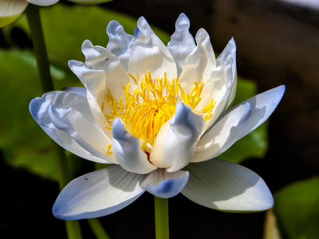 White lotusの写真素材