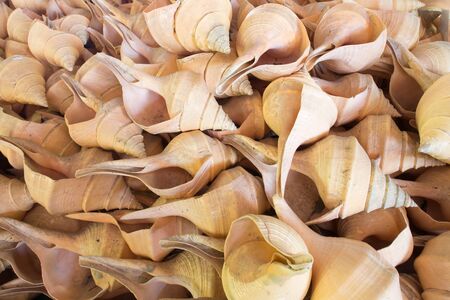 White conch shell