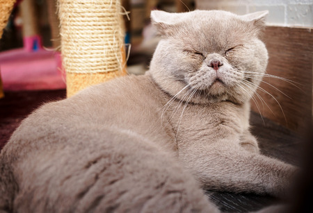 fatty grey cat is sleepingの写真素材