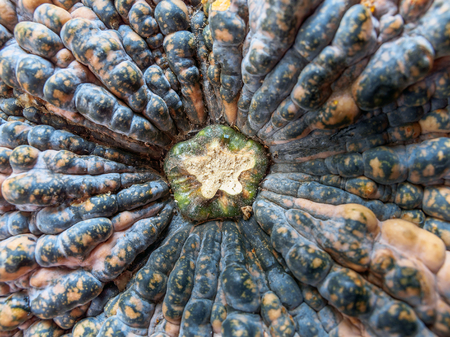 Close up a small polarity of the pumpkinの写真素材