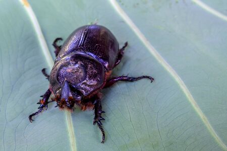 Close up of coconut rhinoceros beetle on leafの写真素材