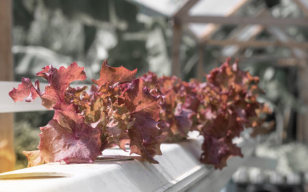 Purple lettuce vegetables grown in Hydroponic systemの写真素材