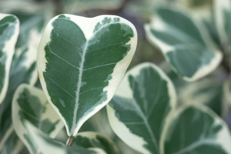 Close up of green and white leaf of Araliaceae or Polyscias spの写真素材