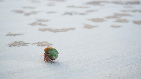 Small hermit crab from sea walking on sand beachの写真素材