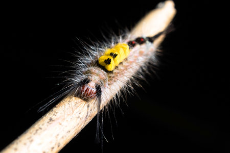 Close up of White-marked Tussock Moth Caterpillar,selective focusの写真素材
