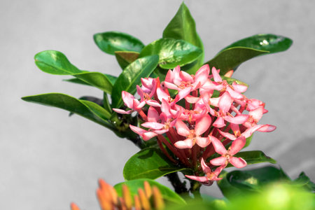 Close up of pink Ixora on green selective focusの写真素材