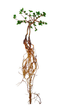 Small premna trees wash roots to change pots for bonsai raw materials.の写真素材