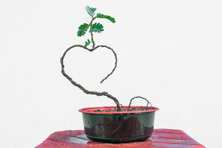 A small tamarind tree shaped like a heart. valentine conceptの写真素材