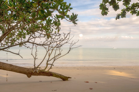 Trees on sand beach with blue sky on sea backgroundの写真素材