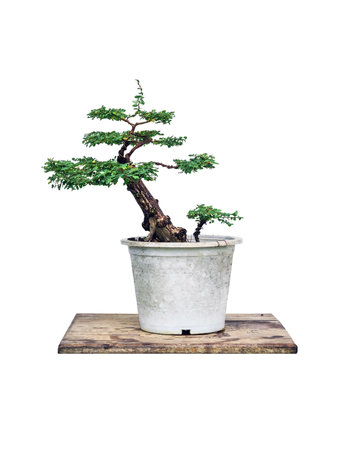 Phyllodium pulchellum in plastic pot used to create bonsai.の写真素材