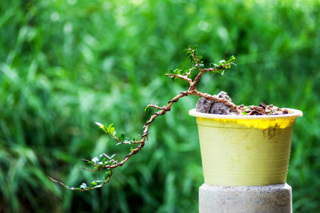 Sam nui,Antidesma acidum tree in plastic pot used to create bonsai.