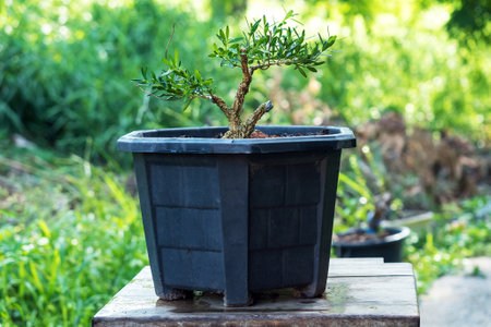 Cutting branches of Japanese boxwood trees It is the process of creating a bonsai.の写真素材