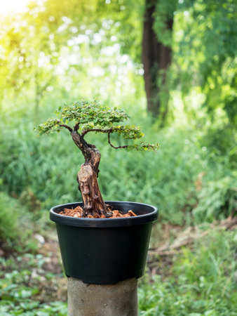 Phyllodium pulchellum in plastic pot used to create bonsai. in nature backgroundの写真素材