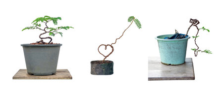 three shapes of  Tamarind trees grown from seeds Can be bent to shape as imagined. Make a bonsaiの写真素材